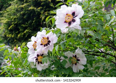 White Tree Moutan Peony Flowers Shrub In Bloom