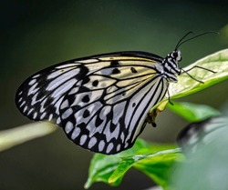 White Tree Nymph Butterfly. Latin Name - Idea Leuconoe
