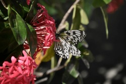 White Tree Nymph Butterfly On Red Flowers In A Garden.