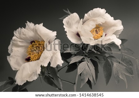 white tree peonies, two flowers on a gray background.
