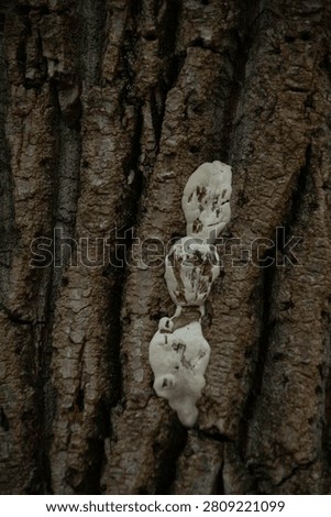 White Tree Sap Oozing from Deeply Textured Bark