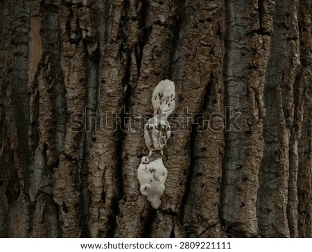 White Tree Sap Oozing from Deeply Textured Bark