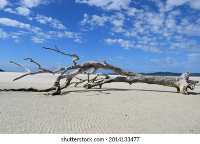 A white tree trunk fallen on beautiful white sand at the northern end of Whitehaven Beach, in the Whitesandys Islands, with deep blue sky behind
