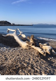 White tree trunk transorted on shore by the sea water