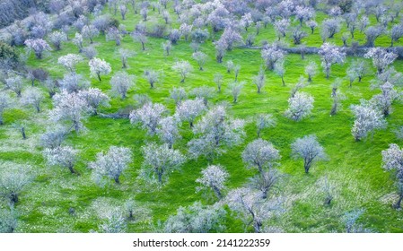 White Trees Over Green Grass. Almond Trees Orchard In Spring, Aerial View