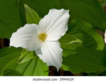 White Trillium