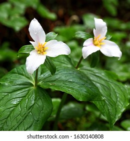 A white trillium flower growing on the Cape Meares trail on the Oregon coast.