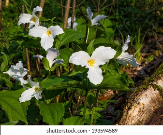 White Trillium Flowers