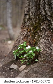 White trillium flowers blooming on the forest floor in Ontario, Canada