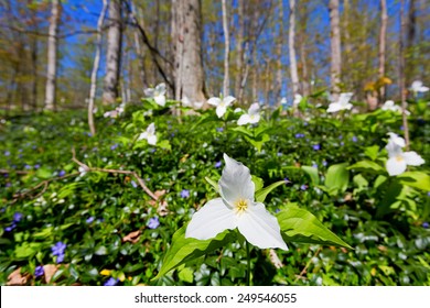 White Trillium in forest - A large bed of white trillium spreads itself across the woodland floor. Spread by rhizomes they bloom in the forest during springtime.