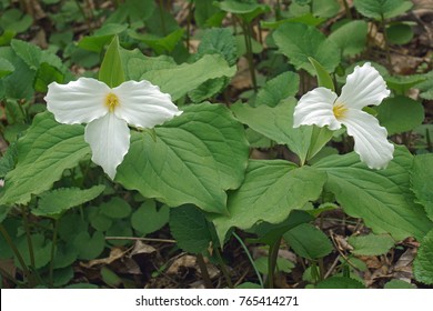 White trillium (Trillium grandiflorum). Called Large-flowered trillium, Great white trillium and Wake-robin also