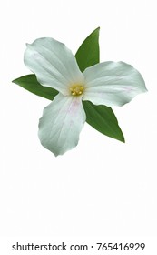 White trillium (Trillium grandiflorum). Called Large-flowered trillium, Great white trillium and Wake-robin also