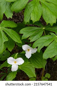 White Trillium or Large-flowered Triilium (Trillium grandiflorum) grows at the base of a large Oak tree under a canopy of Mayapple (Podophyllum peltatum) leaves, Messenger Woods Fst Prsv, Will, Cty,IL