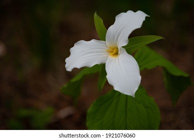 White trillium in Ontario woods, native flower