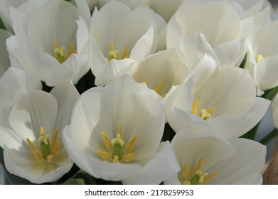 White Triumph Tulips (Tulipa) Princess Victoria Bloom In A Garden In April