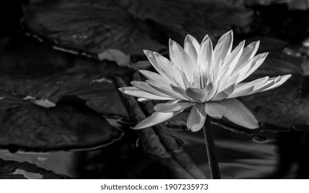 White Tropical Water Lotus With Lily Pad Backdrop.  Ready Made Sympathy Card Or Thought Provoking Poster.