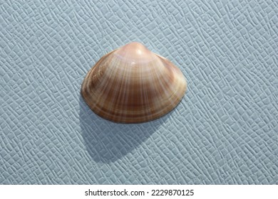 White trough shell or rayed trough clam, rayed trough shell, white trough clam (Mactra stultorum) on a blue background. Place of find: Aegean Sea, Greece, Halkidiki - Shutterstock ID 2229870125