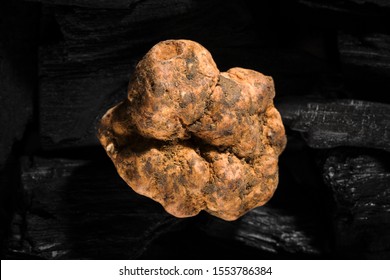 White Truffle Tuber Magnatum From Above.