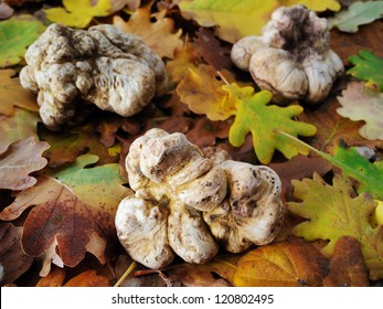 white truffles on fallen leaves