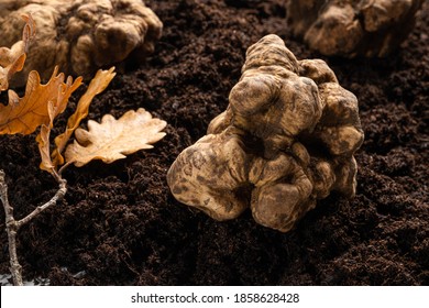 White truffles on the soil