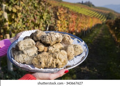 White truffles from Piedmont, Italy, placed on tray held by the hands of a woman in the background a landscape of hills with vineyards of Langhe