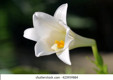 White Trumpet Lily