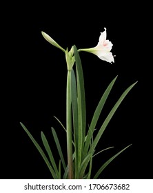 White Trumpet Lily On Black Background