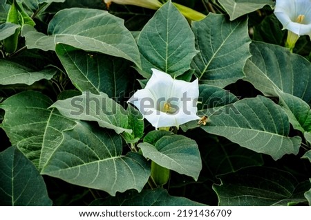 White trumpet shaped flower of hallucinogen plant Devil's Trumpet, also called Jimsonweed, latin name Datura Stramonium. Spiky seed capsule in background