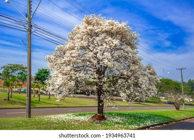 White Trumpet Tree (Tabebuia Roseoalba)