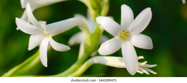 White Tuberose in a garden captured in details in a fine morning