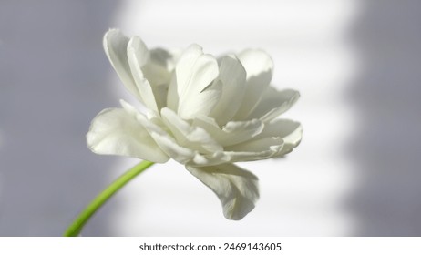 White tulip close-up, soft focus. The concept of women holidays, mother day, women birthday - Powered by Shutterstock