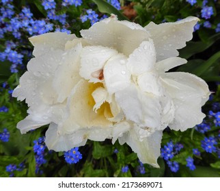 White Tulip Covered With Raindrops Ona Rainy Spring Day