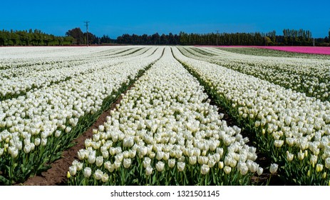 White Tulip Farm