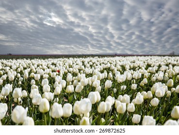 White Tulip Field 