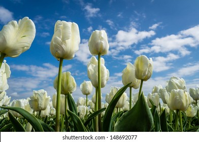 A White Tulip Field Against A Blue Sky