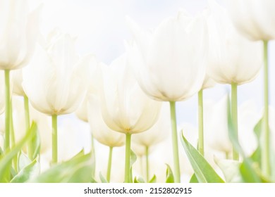 White Tulip Field In The Spring