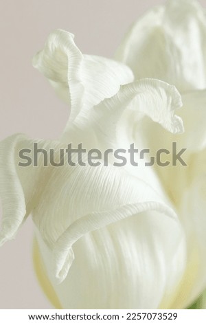 White tulip flower bud close up. Minimal floral card.Botanical poster.Fine art flower.