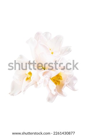 White tulip flower.  Easter or Woman's day greeting card. Isolated on white background. Full Depth of field. Focus stacking. 
