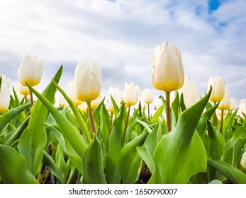 White Tulip Flower With Green Leaves And Blue Sky Background In Tulip Field, At Taichung, Taiwan. Closeup, Overhead View For Postcard Beauty Decoration And Agriculture Concept Design.