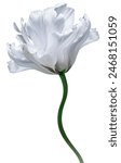 White  tulip flower  on  a white isolated background with clipping path. Closeup. For design. Nature. 