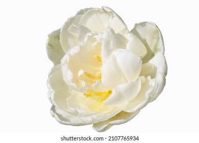 White tulip isolated on white background