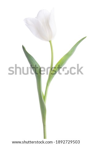White Tulip isolated on white background.