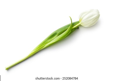 White Tulip On White Background