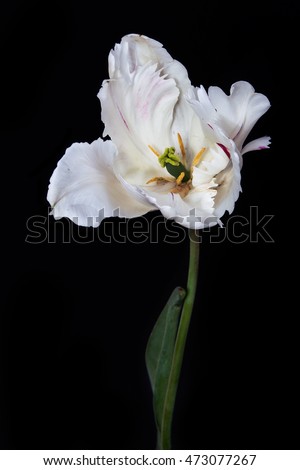 white tulip on a black background