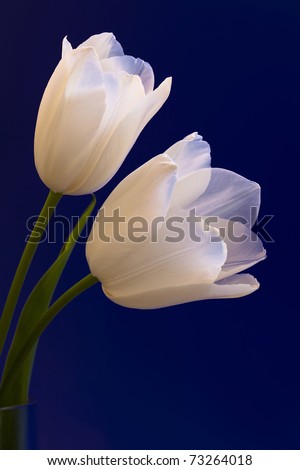 Similar – Image, Stock Photo row arrangement Plant