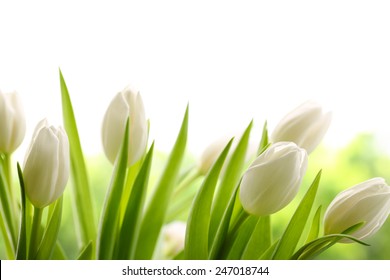 White Tulips