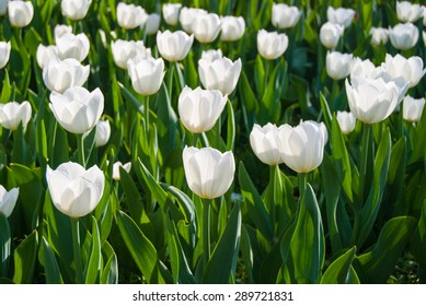 White Tulips