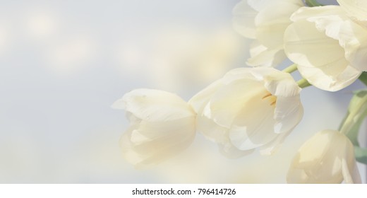 White Tulips Background.