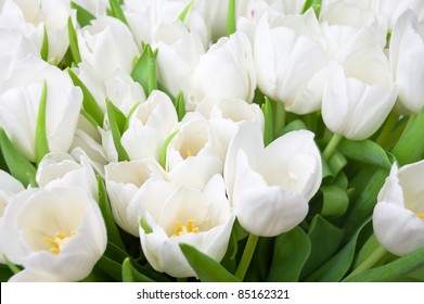 White Tulips Background