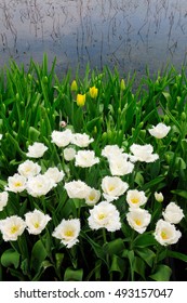 White Tulips Blooming On The End Of A Small Pond At Shanghai Flower Port In China. 